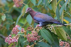 Red-billed Pigeon